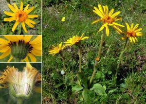 Acquista-Online-arnica-e-Cerca-l'offerta-più-vantaggiosa