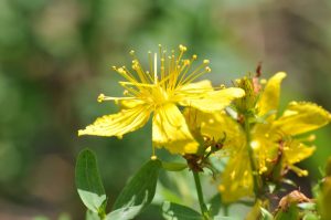 Hypericum-perforatum-fiore