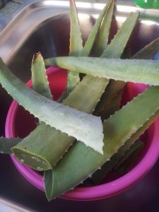 foglie-aloe-vera