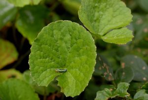 centella-asiatica-interazioni-farmaci