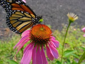trova i migliori prezzi per echinacea sciroppo
