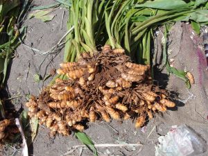 Pianta-curcuma-fresca