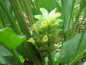 curcuma-fiore