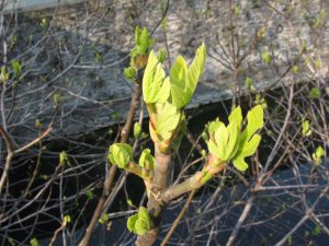 ficus-carica-eg-prezzifarmaco