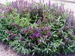 Salvia prezzo