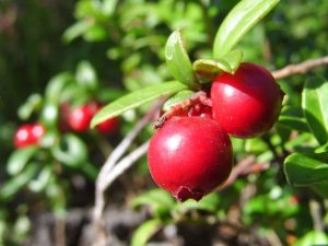 mirtillo-rosso-florberry-per-la-cistite-funziona