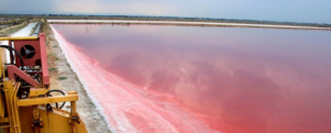 Trova Offerte di dunaliella salina e compra online