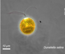Trova prezzi di natural oceanic betacaro compra online