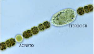 klamath-alga-verde-azzurra