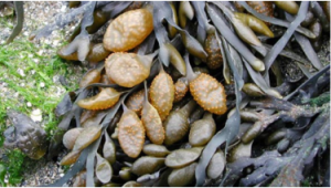 alga fucus