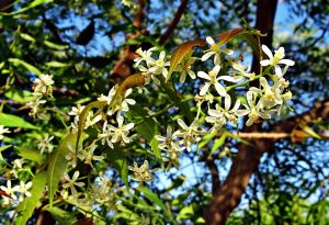 olio di neem fiore