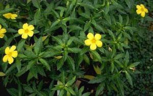 damiana turnera aphrosisiaca