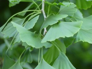 ginkgo biloba