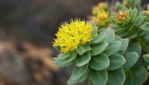 rhodiola rosea